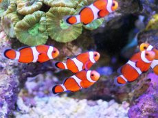 画像2: 【海水魚・クマノミ】【通販】カクレクマノミ 2匹セット  (国産ブリード) 【1セット】±3-4cm(サンプル画像）（生体）(海水魚)（サンゴ） (2)