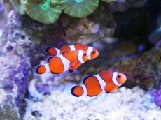 画像3: 【海水魚・クマノミ】【通販】カクレクマノミ 2匹セット  (国産ブリード) 【1セット】±3-4cm(サンプル画像）（生体）(海水魚)（サンゴ） (3)