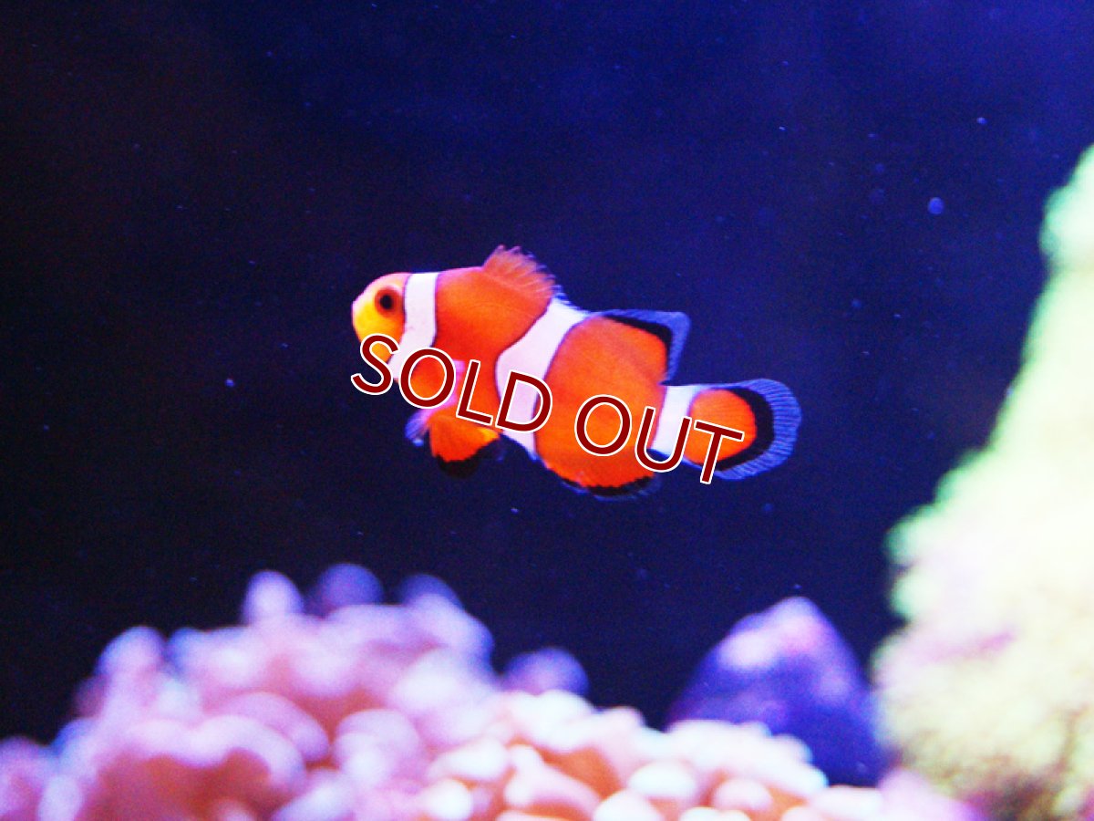 画像4: 【海水魚・クマノミ】カクレクマノミ 2匹セット  (国産ブリード) 【1セット】±3-4cm(サンプル画像）（生体）(海水魚)（サンゴ） (4)