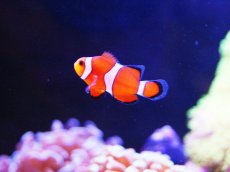 画像4: 【海水魚・クマノミ】【通販】カクレクマノミ 2匹セット  (国産ブリード) 【1セット】±3-4cm(サンプル画像）（生体）(海水魚)（サンゴ） (4)