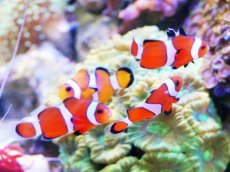 画像5: 【海水魚・クマノミ】【通販】カクレクマノミ 2匹セット  (国産ブリード) 【1セット】±3-4cm(サンプル画像）（生体）(海水魚)（サンゴ） (5)