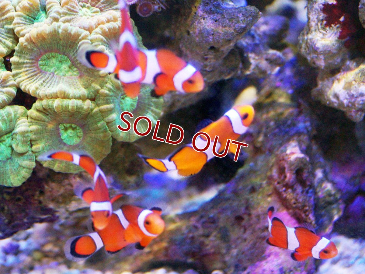 画像6: 【海水魚・クマノミ】カクレクマノミ 2匹セット  (国産ブリード) 【1セット】±3-4cm(サンプル画像）（生体）(海水魚)（サンゴ） (6)