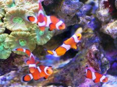 画像6: 【海水魚・クマノミ】【通販】カクレクマノミ 2匹セット  (国産ブリード) 【1セット】±3-4cm(サンプル画像）（生体）(海水魚)（サンゴ） (6)