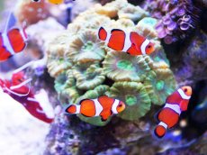 画像7: 【海水魚・クマノミ】【通販】カクレクマノミ 2匹セット  (国産ブリード) 【1セット】±3-4cm(サンプル画像）（生体）(海水魚)（サンゴ） (7)