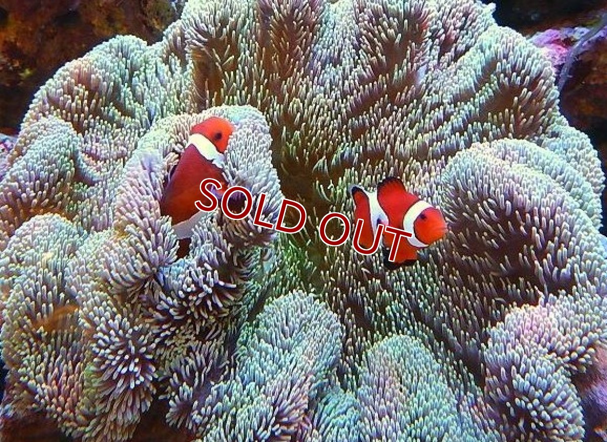 画像8: 【海水魚・クマノミ】カクレクマノミ 2匹セット  (国産ブリード) 【1セット】±3-4cm(サンプル画像）（生体）(海水魚)（サンゴ） (8)