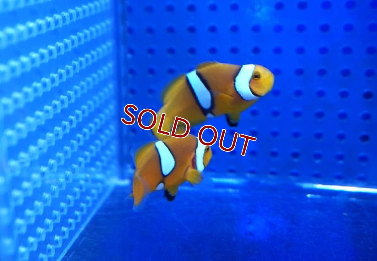 画像1: 【海水魚・クマノミ】【通販】【国産ブリード】ブリードペルクラウン（幼魚）(1匹)（±4-5.5cm）（サンプル画像）（生体）(海水魚) (1)