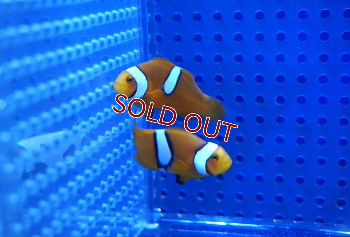 画像2: 【海水魚・クマノミ】【通販】【国産ブリード】ブリードペルクラウン（幼魚）(1匹)（±4-5.5cm）（サンプル画像）（生体）(海水魚) (2)