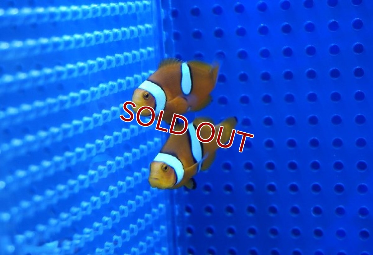 画像3: 【海水魚・クマノミ】【通販】【国産ブリード】ブリードペルクラウン（幼魚）(1匹)（±4-5.5cm）（サンプル画像）（生体）(海水魚) (3)