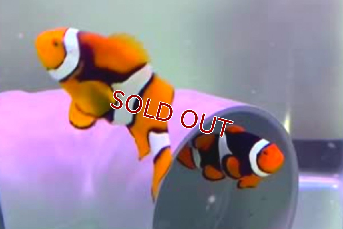 画像4: 【海水魚・クマノミ】【通販】【国産ブリード】ブリードペルクラウン（幼魚）(3匹)（±4-5.5cm）（サンプル画像）（生体）(海水魚) (4)