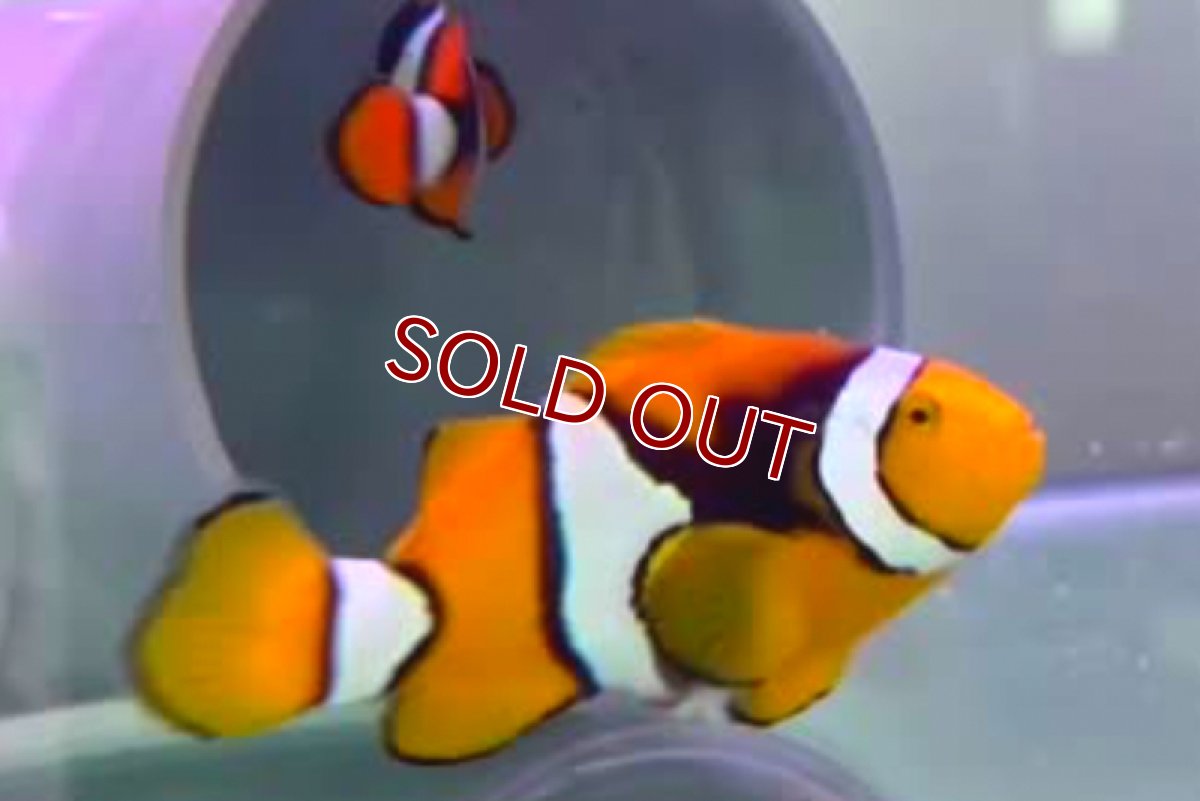 画像5: 【海水魚・クマノミ】【通販】【国産ブリード】ブリードペルクラウン（幼魚）(3匹)（±4-5.5cm）（サンプル画像）（生体）(海水魚) (5)