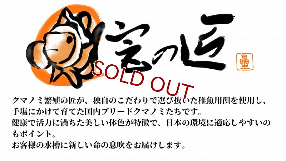 画像6: 【海水魚・クマノミ】【通販】【国産ブリード】ブリードペルクラウン（幼魚）(3匹)（±4-5.5cm）（サンプル画像）（生体）(海水魚) (6)