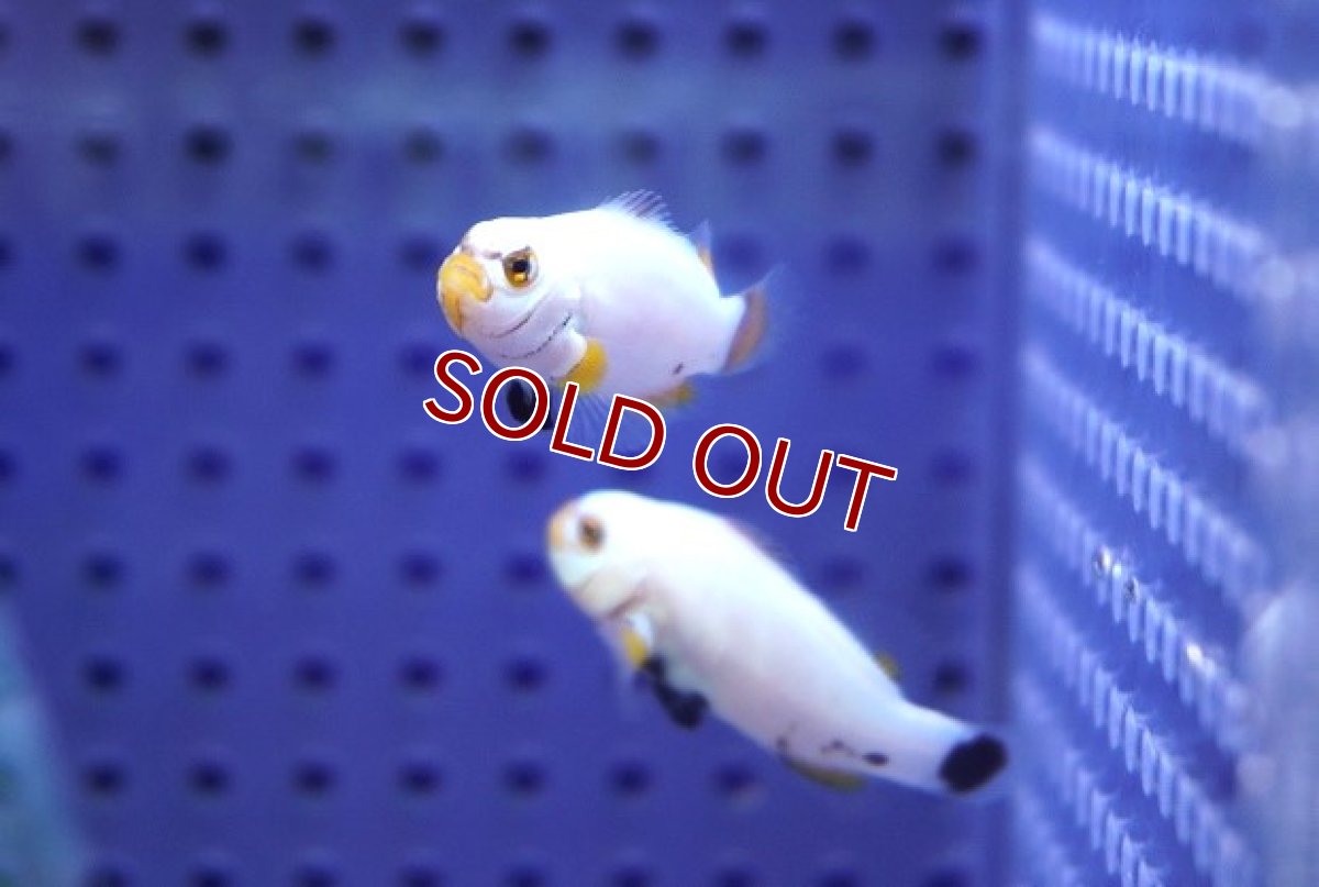 画像2: 【海水魚・クマノミ】【通販】【国産ブリード】プラチナオセラリス（幼魚）(3匹)（±3-4cm）（サンプル画像）（生体）(海水魚) (2)