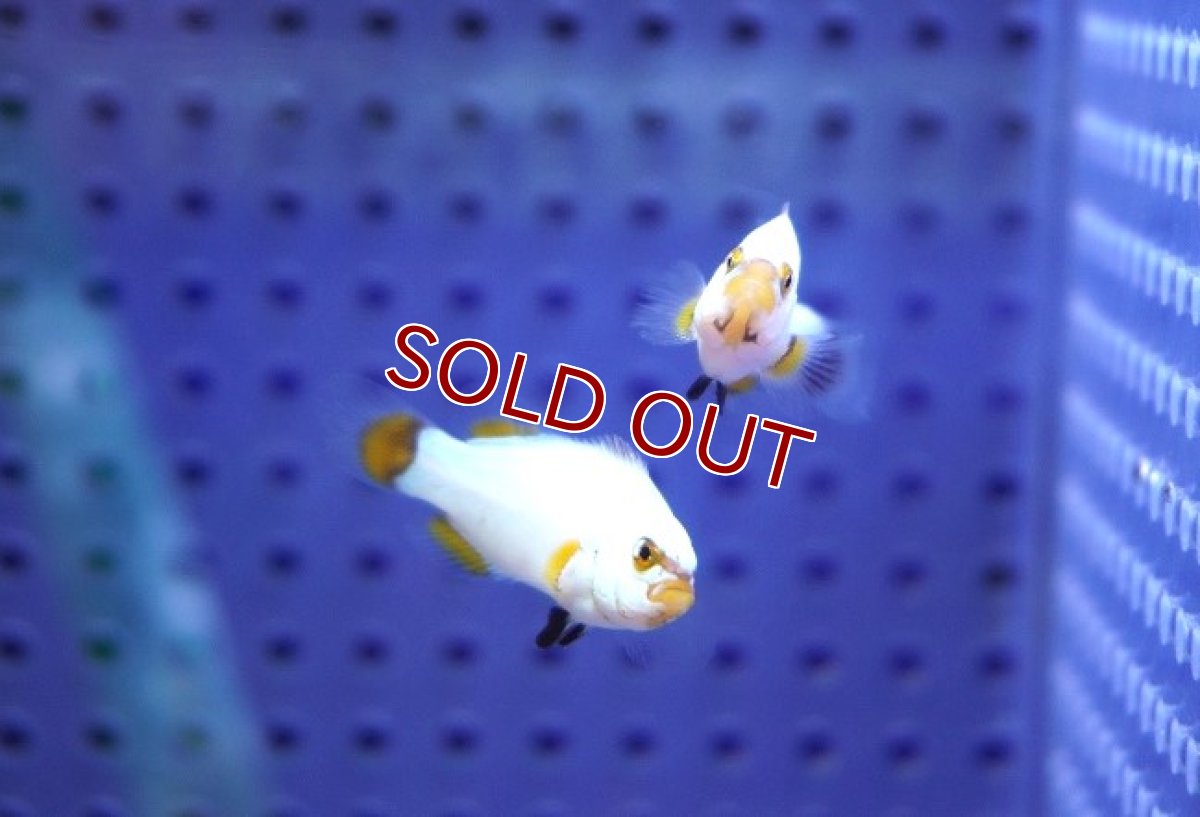 画像3: 【海水魚・クマノミ】【通販】【国産ブリード】プラチナオセラリス（幼魚）(3匹)（±3-4cm）（サンプル画像）（生体）(海水魚) (3)