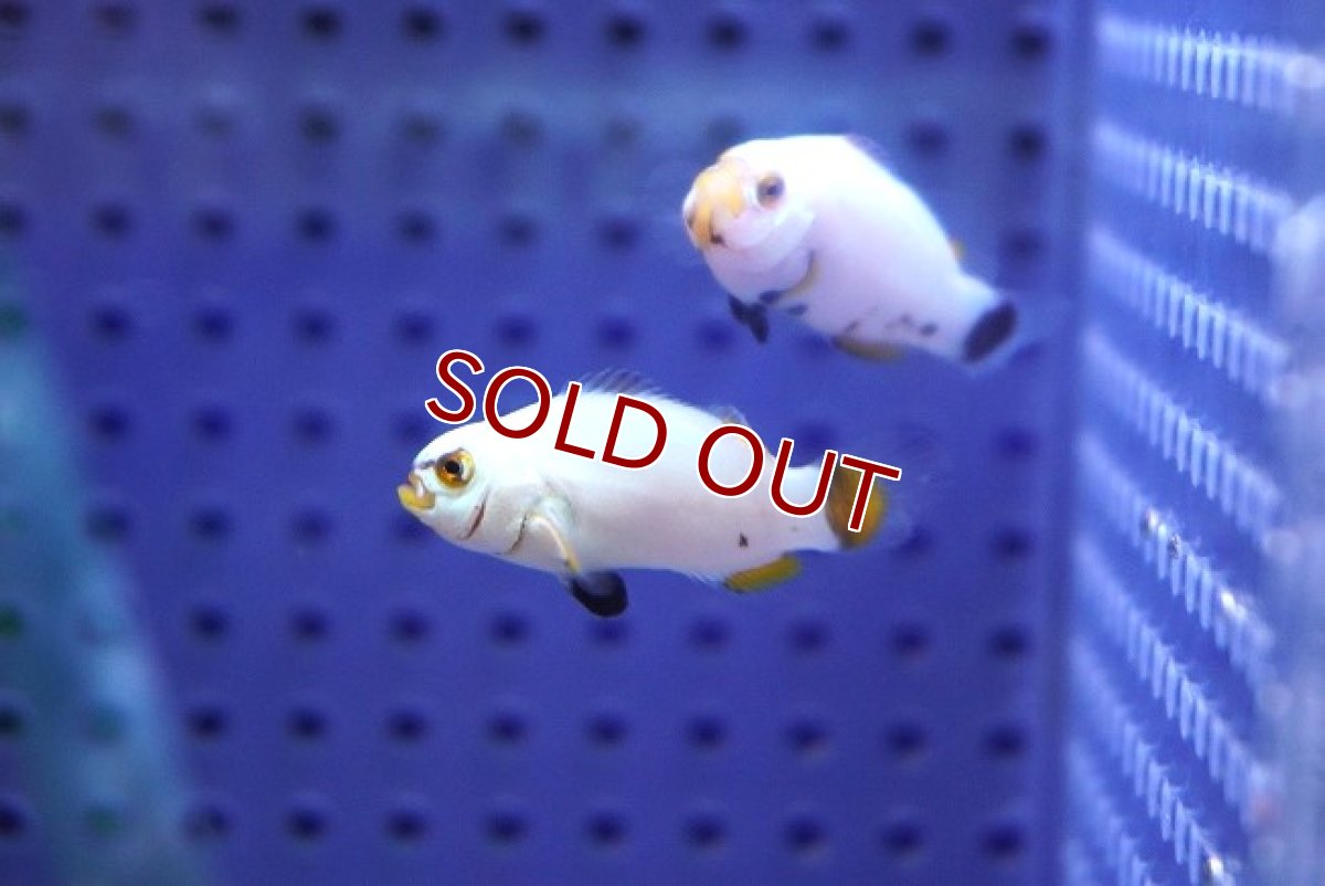 画像4: 【海水魚・クマノミ】【通販】【国産ブリード】プラチナオセラリス（幼魚）(3匹)（±3-4cm）（サンプル画像）（生体）(海水魚) (4)