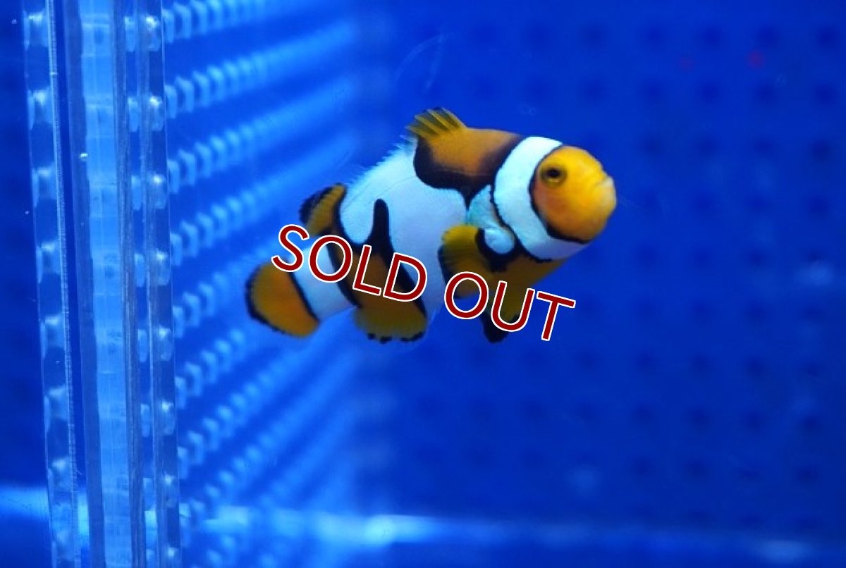 画像2: 【海水魚・クマノミ】【通販】【国産ブリード】ブラックピカソクラウン（Aグレード）(1匹)（±4-4.5cm）（サンプル画像）（生体）(海水魚) (2)