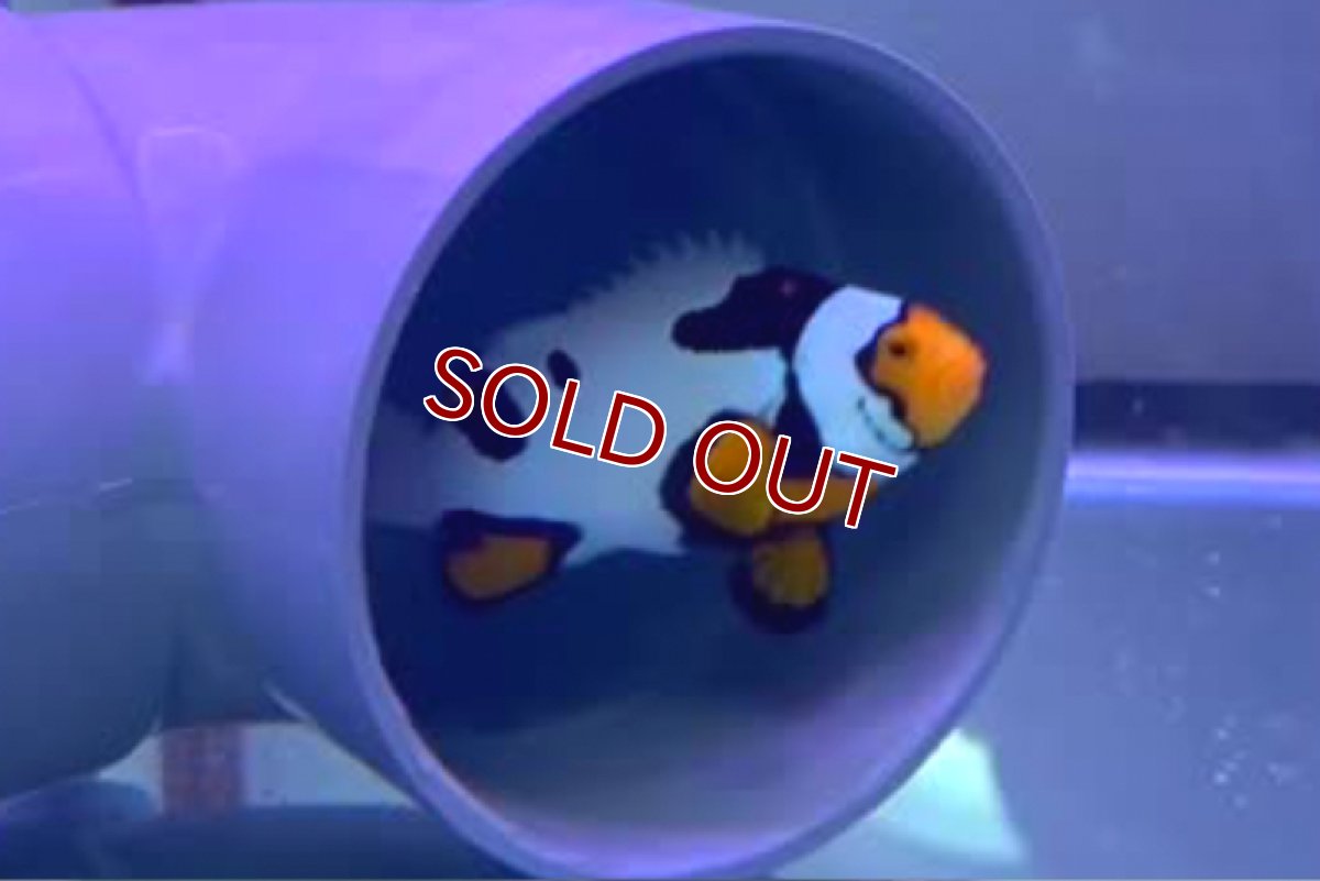 画像4: 【海水魚・クマノミ】【通販】【国産ブリード】ブラックピカソクラウン（Aグレード）(1匹)（±4-4.5cm）（サンプル画像）（生体）(海水魚) (4)