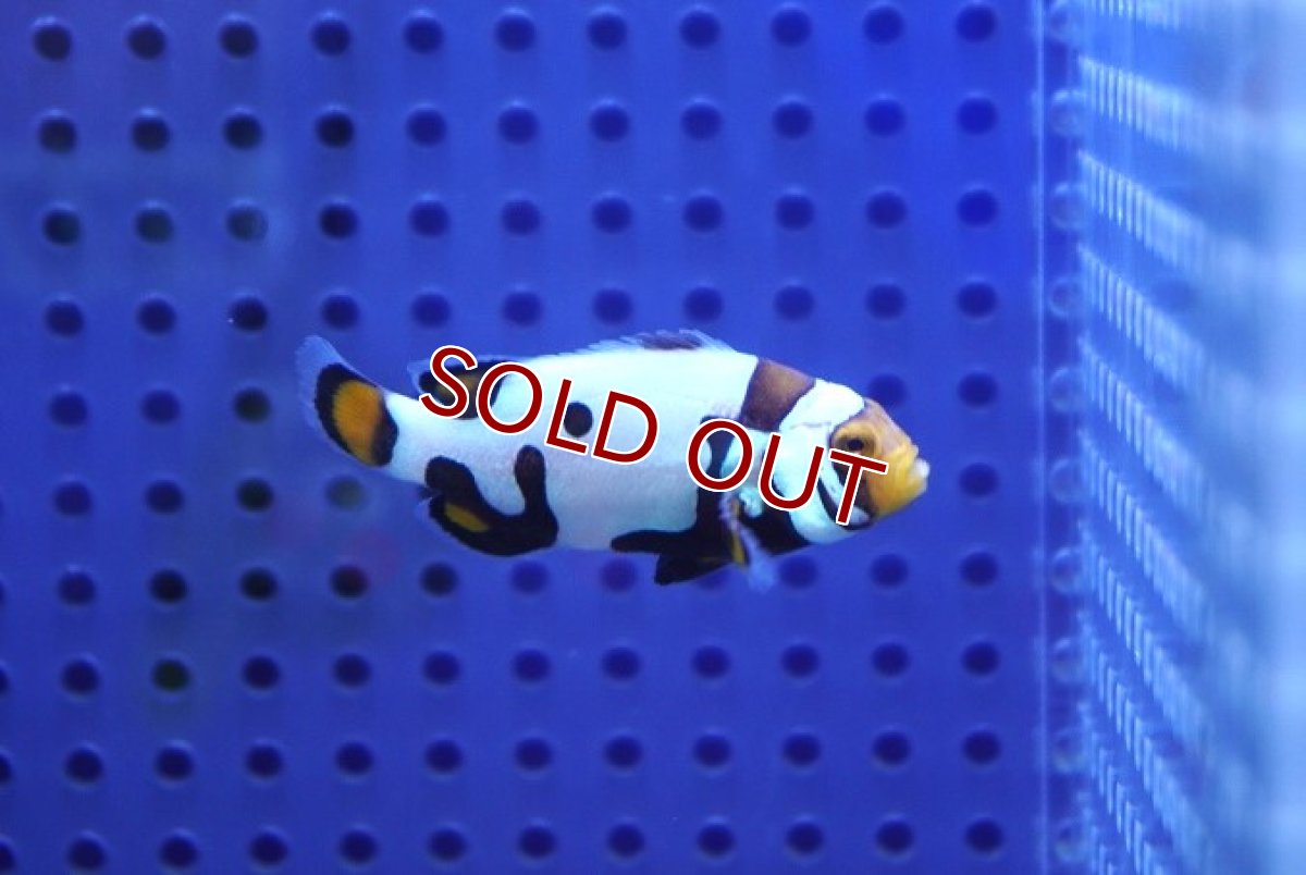 画像2: 【海水魚・クマノミ】【通販】【国産ブリード】ブラックピカソクラウン（Sグレード）(1匹)（±4-4.5cm）（サンプル画像）（生体）(海水魚) (2)