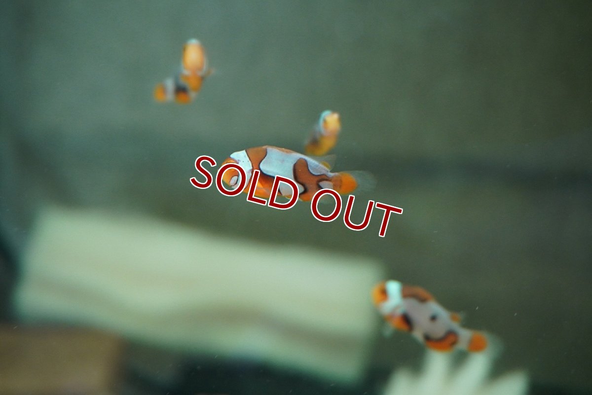 画像6: 【海水魚・クマノミ】【通販】【国産ブリード】ブラックピカソクラウン（少々難ありミックス）(3匹セット)（±3-3.5cm）(サンプル画像）（生体）(海水魚) (6)