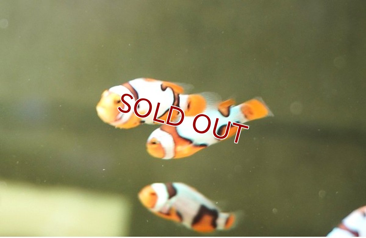 画像7: 【海水魚・クマノミ】【通販】【国産ブリード】ブラックピカソクラウン（少々難ありミックス）(3匹セット)（±3-3.5cm）(サンプル画像）（生体）(海水魚) (7)