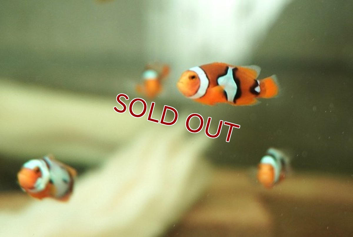 画像3: 【海水魚・クマノミ】【通販】【国産ブリード】ブラックピカソクラウン（少々難ありミックス）(5匹セット)（±3-3.5cm）(サンプル画像）（生体）(海水魚) (3)