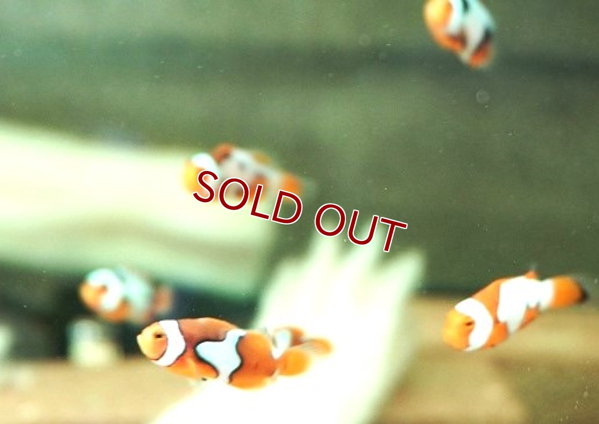 画像5: 【海水魚・クマノミ】【通販】【国産ブリード】ブラックピカソクラウン（少々難ありミックス）(5匹セット)（±3-3.5cm）(サンプル画像）（生体）(海水魚) (5)