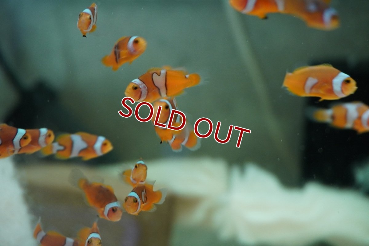 画像3: 【海水魚・クマノミ】【通販】【国産ブリード】ブラックピカソクラウン（B品ミックス）5匹セット(1セット)（±3-3.5cm）(サンプル画像）（生体）(海水魚) (3)