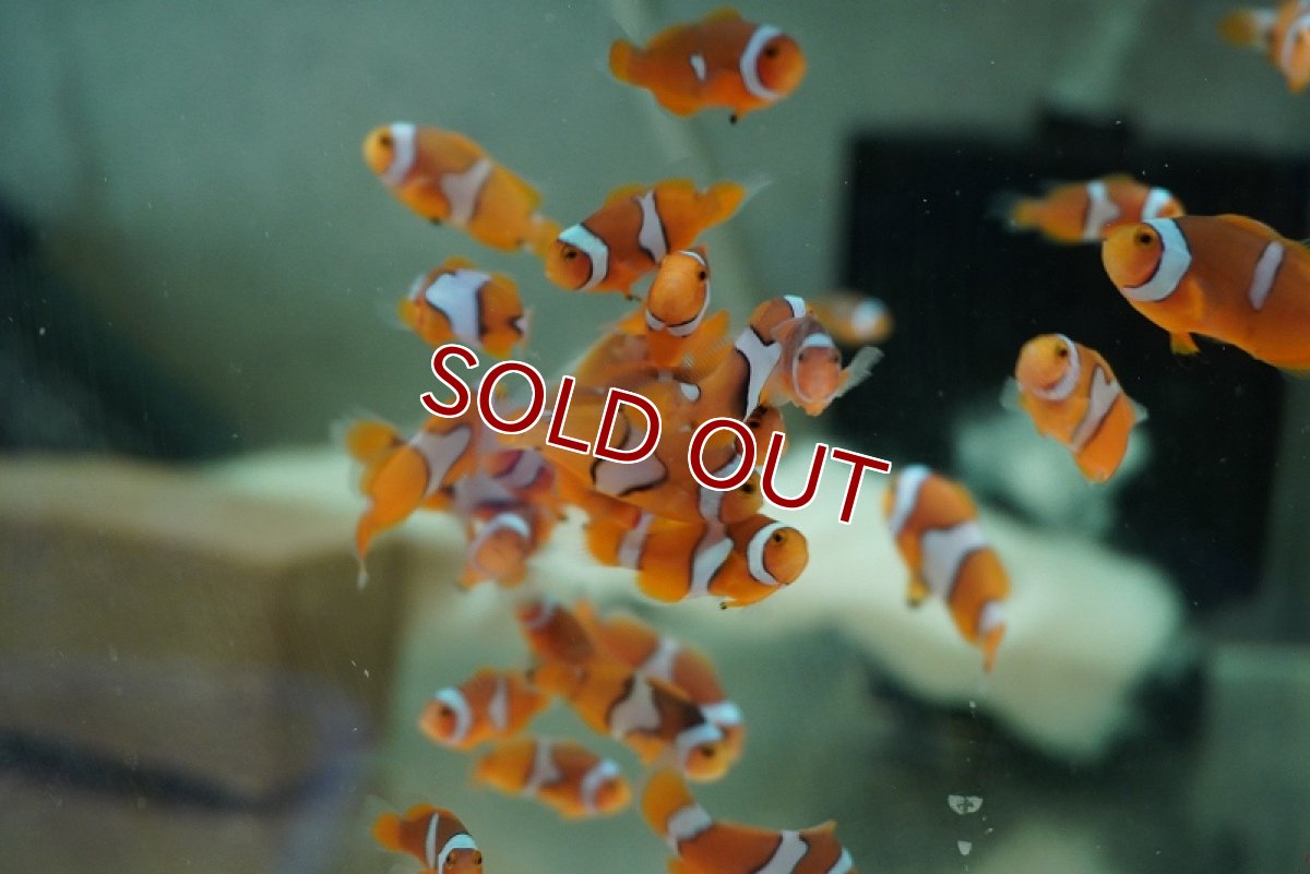 画像5: 【海水魚・クマノミ】【通販】【国産ブリード】ブラックピカソクラウン（B品ミックス）5匹セット(1セット)（±3-3.5cm）(サンプル画像）（生体）(海水魚) (5)