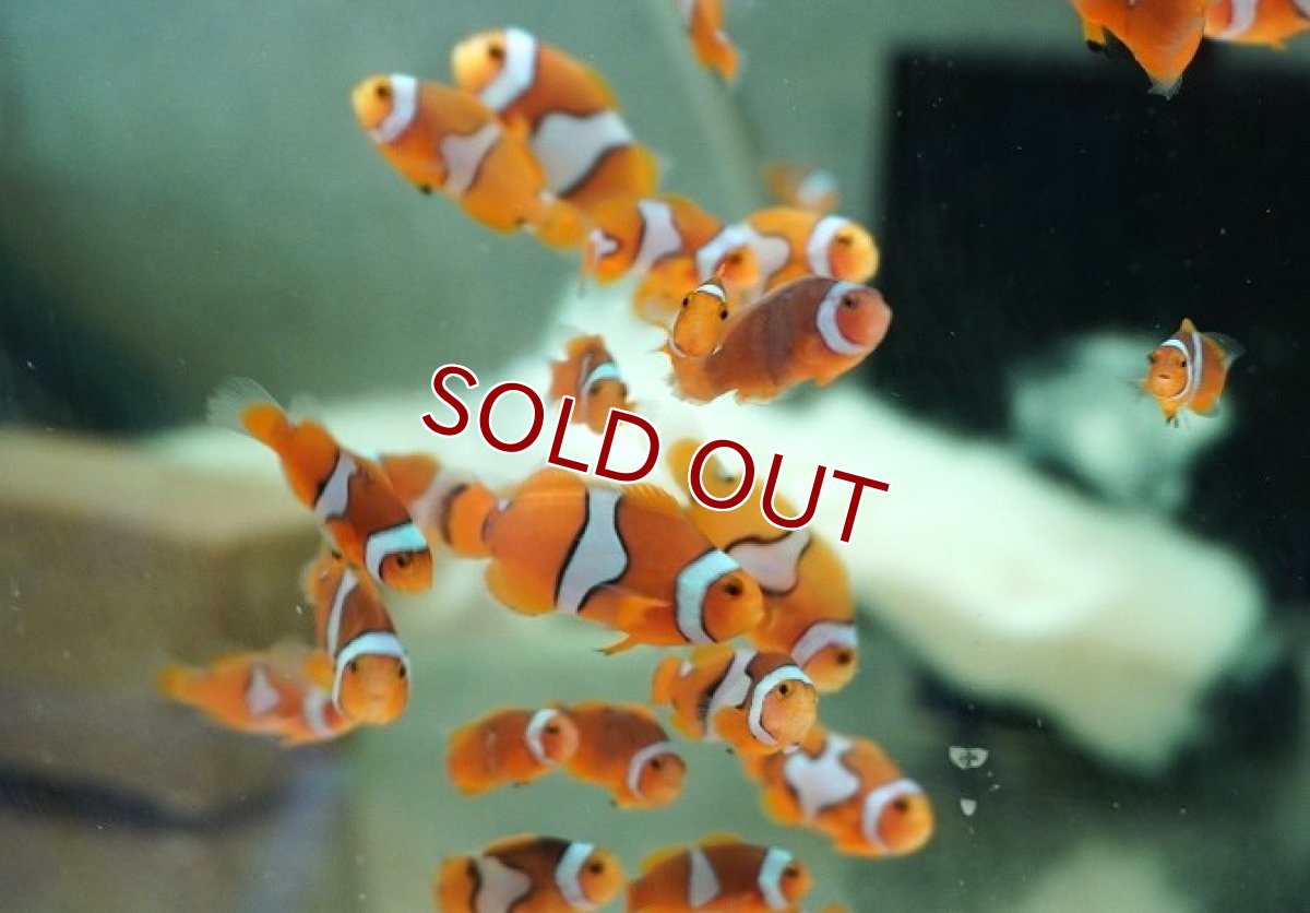 画像6: 【海水魚・クマノミ】【通販】【国産ブリード】ブラックピカソクラウン（B品ミックス）5匹セット(1セット)（±3-3.5cm）(サンプル画像）（生体）(海水魚) (6)