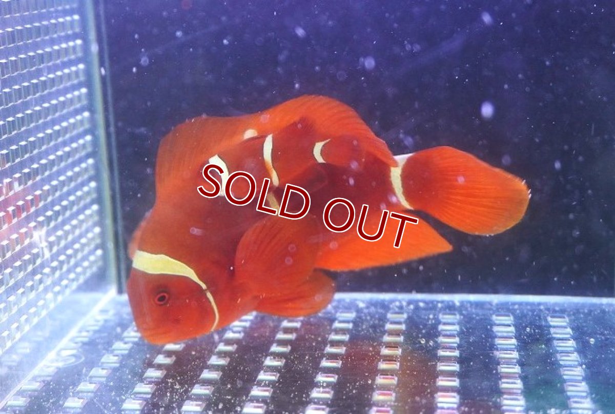 画像2: 【海水魚・クマノミ】【通販】スパインチークアネモネフィッシュ（ペア）【1ペア】（±3-10cm）（サンプル画像）（生体）(海水魚) (2)