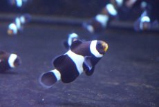画像1: 【海水魚・クマノミ】【通販】ブリードブラックオセラリス（M-MLサイズ）【1匹】（±4-5cm）（サンプル画像）（生体）(海水魚) (1)