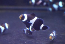 画像2: 【海水魚・クマノミ】【通販】ブリードブラックオセラリス（M-MLサイズ）【1匹】（±4-5cm）（サンプル画像）（生体）(海水魚) (2)