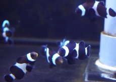 画像3: 【海水魚・クマノミ】【通販】ブリードブラックオセラリス（M-MLサイズ）【1匹】（±4-5cm）（サンプル画像）（生体）(海水魚) (3)