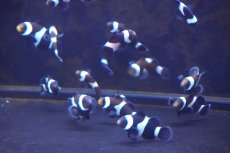 画像4: 【海水魚・クマノミ】【通販】ブリードブラックオセラリス（M-MLサイズ）【1匹】（±4-5cm）（サンプル画像）（生体）(海水魚) (4)