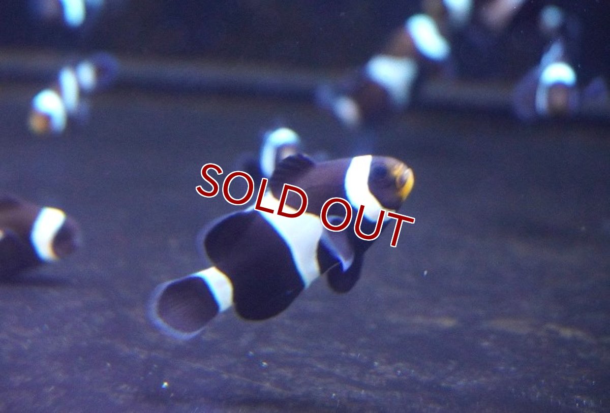 画像1: 【海水魚・クマノミ】【通販】ブリードブラックオセラリス（M-MLサイズ）【3匹セット】（±4-5cm）（サンプル画像）（生体）(海水魚) (1)