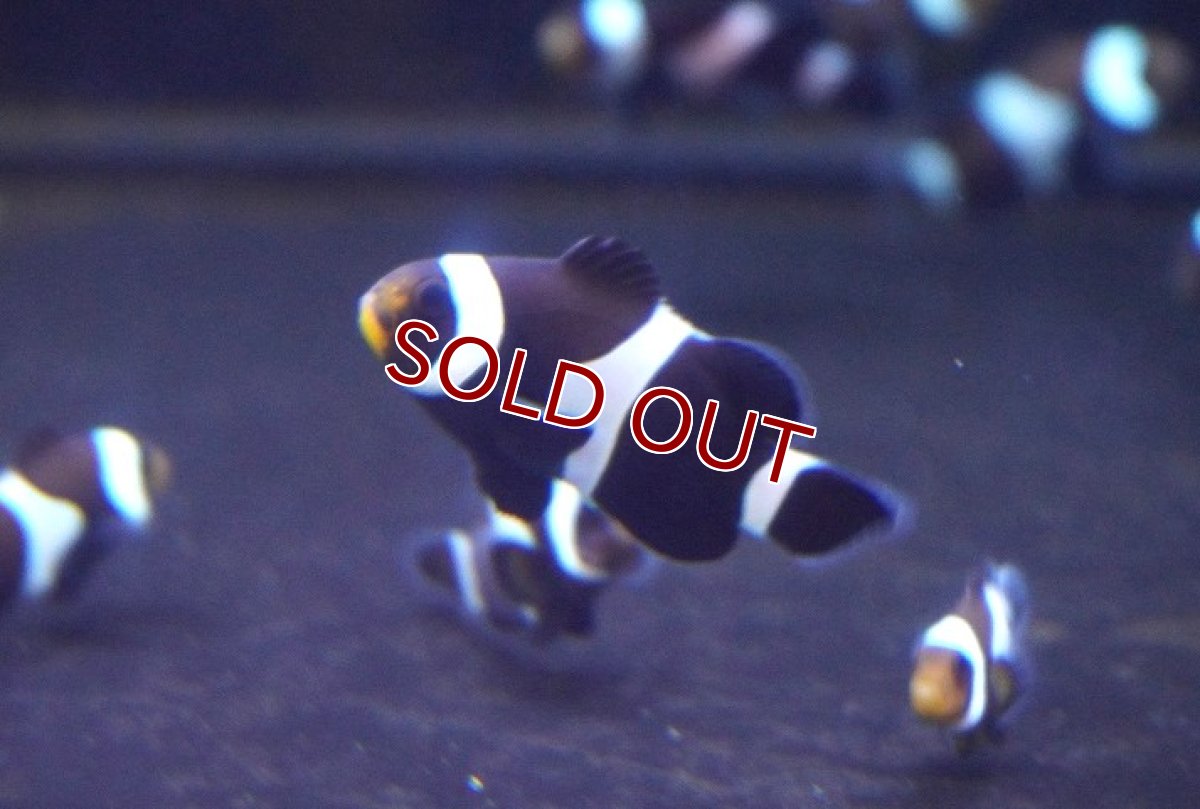 画像2: 【海水魚・クマノミ】【通販】ブリードブラックオセラリス（M-MLサイズ）【3匹セット】（±4-5cm）（サンプル画像）（生体）(海水魚) (2)