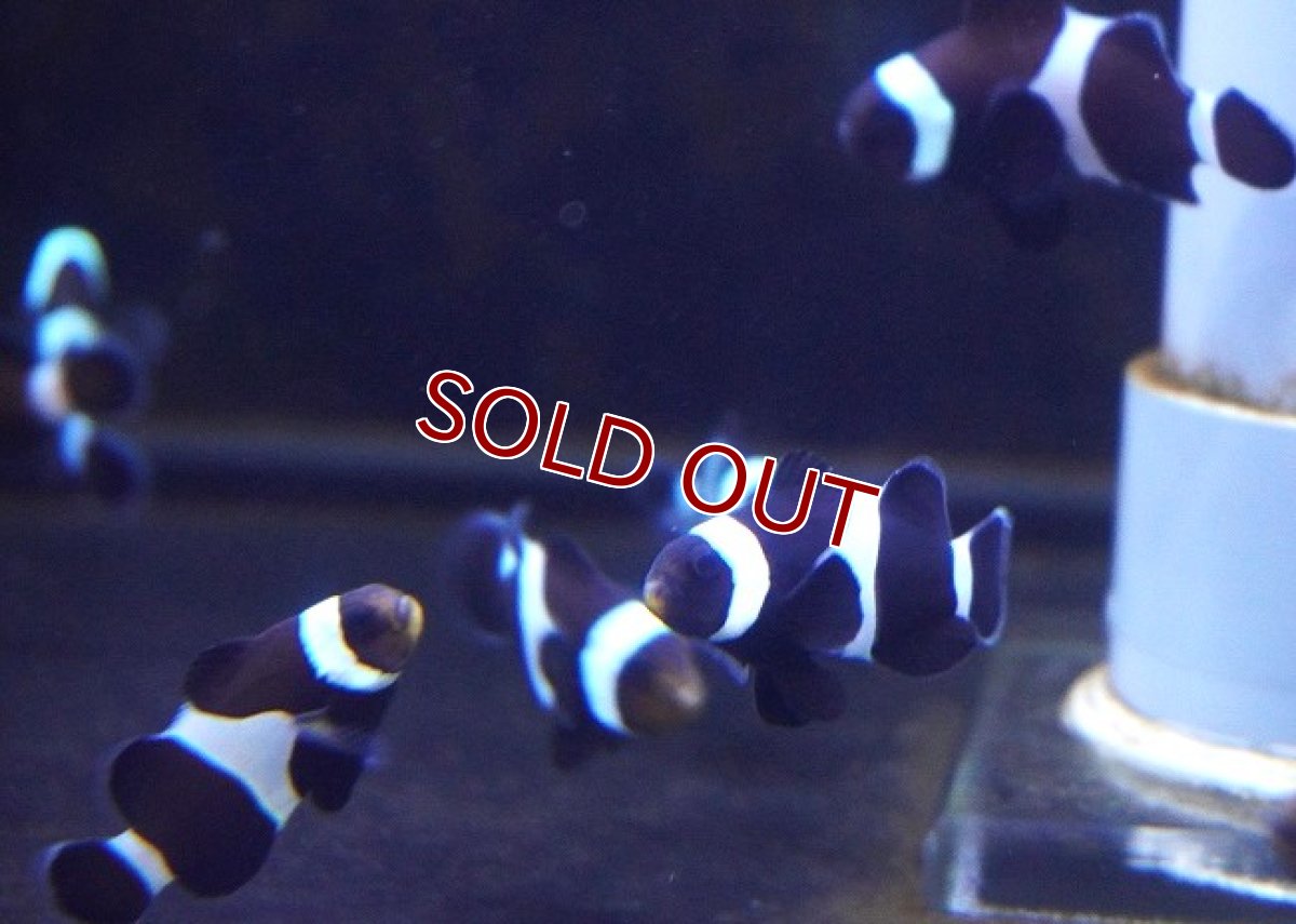 画像3: 【海水魚・クマノミ】【通販】ブリードブラックオセラリス（M-MLサイズ）【3匹セット】（±4-5cm）（サンプル画像）（生体）(海水魚) (3)