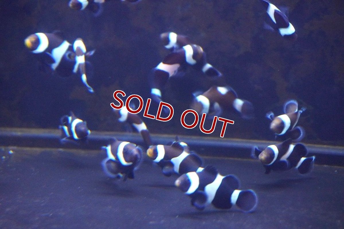 画像4: 【海水魚・クマノミ】【通販】ブリードブラックオセラリス（M-MLサイズ）【3匹セット】（±4-5cm）（サンプル画像）（生体）(海水魚) (4)