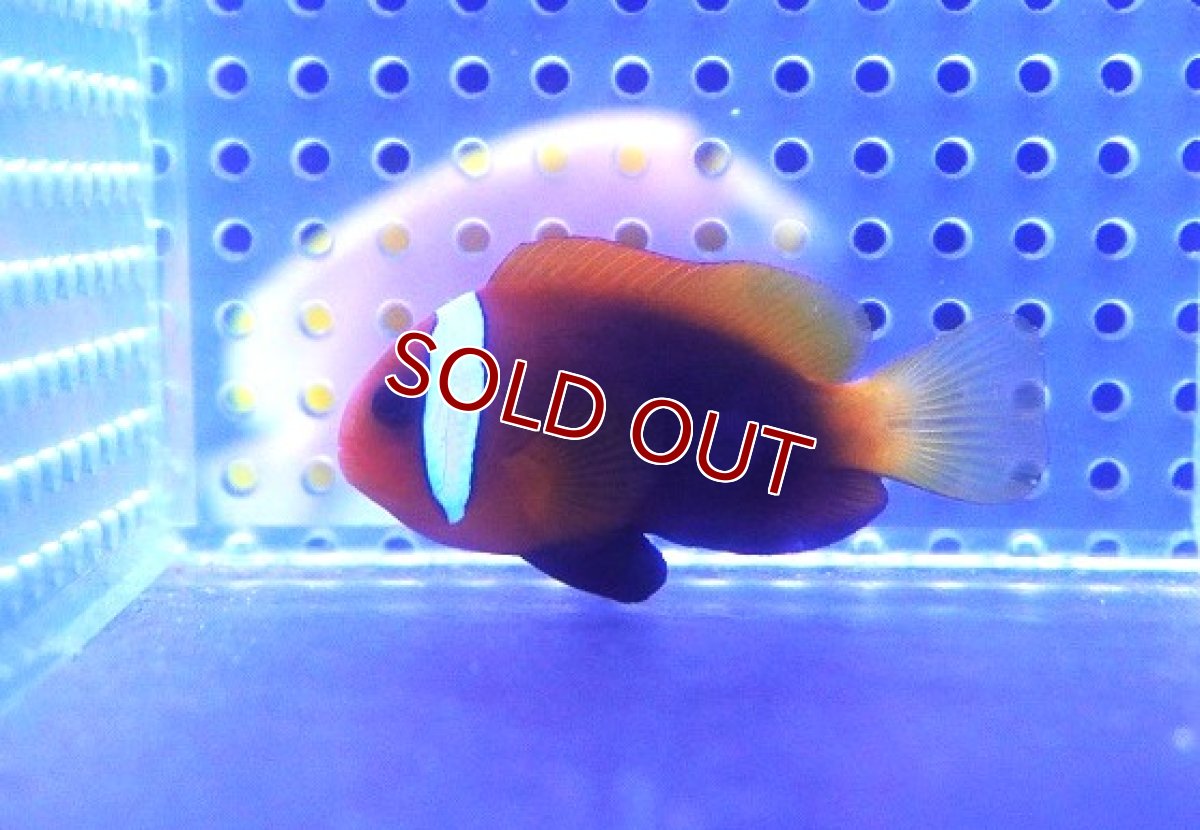 画像1: 【海水魚・クマノミ】【通販】ハマクマノミ(1匹)（±5-7cm）(サンプル画像）（生体）(海水魚) (1)