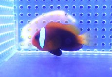画像1: 【アーリーサマーセール10%OFFクーポン番号（10）対象商品 海水魚】【海水魚・クマノミ】【通販】ハマクマノミ(1匹)（±5-7cm）(サンプル画像）（生体）(海水魚) (1)