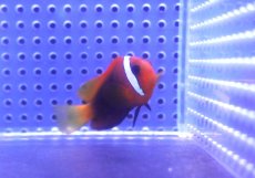 画像2: 【アーリーサマーセール10%OFFクーポン番号（10）対象商品 海水魚】【海水魚・クマノミ】【通販】ハマクマノミ(1匹)（±5-7cm）(サンプル画像）（生体）(海水魚) (2)