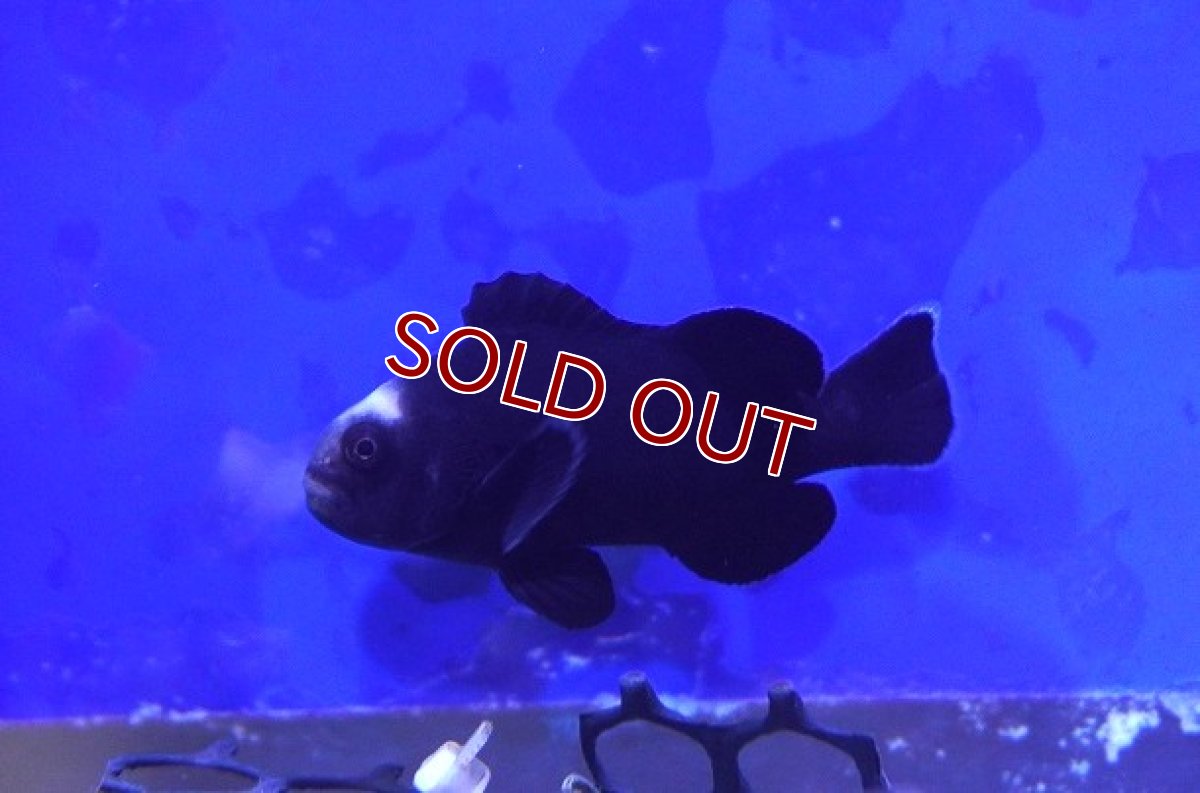 画像1: 【海水魚・クマノミ】【通販】ミッドナイトオセラリス【1匹】（±4-5cm） (サンプル画像）（生体）(海水魚) (1)