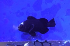 画像1: 【海水魚・クマノミ】【通販】ミッドナイトオセラリス【1匹】（±4cm） (サンプル画像）（生体）(海水魚) (1)