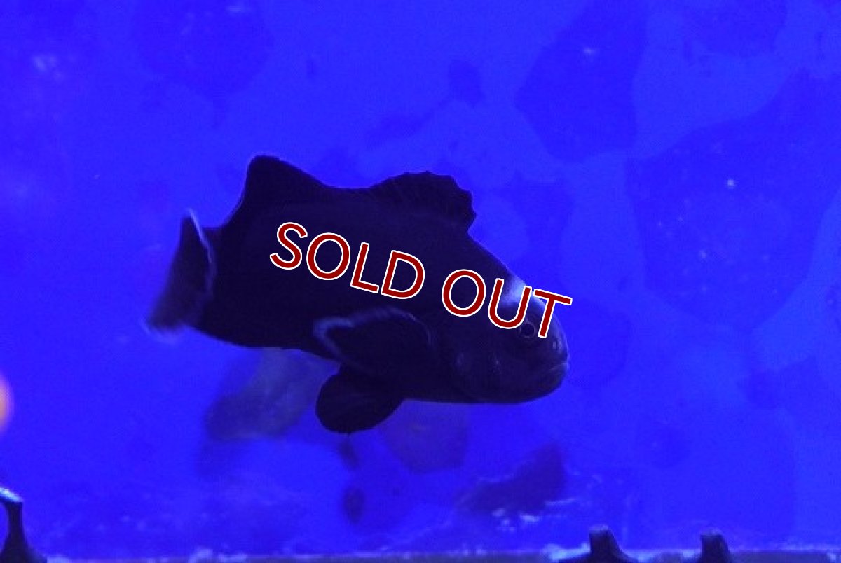 画像2: 【海水魚・クマノミ】【通販】ミッドナイトオセラリス【1匹】（±4-5cm） (サンプル画像）（生体）(海水魚) (2)