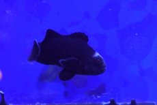 画像2: 【海水魚・クマノミ】【通販】ミッドナイトオセラリス【1匹】（±4cm） (サンプル画像）（生体）(海水魚) (2)