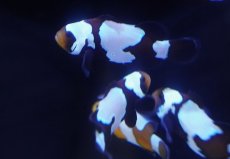 画像2: 【海水魚・クマノミ】【通販】【国内ブリード】スノーフレークブラックオセラリス(1匹)（±4cm）（サンプル画像）（生体）(海水魚) (2)