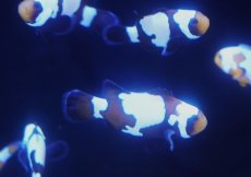画像3: 【海水魚・クマノミ】【通販】【国内ブリード】スノーフレークブラックオセラリス(1匹)（±4cm）（サンプル画像）（生体）(海水魚) (3)