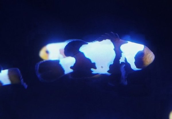 海水魚・クマノミ】【通販】【国内ブリード】スノーフレークブラック