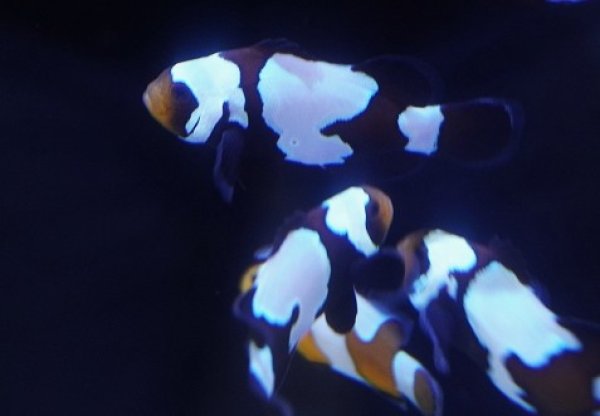 海水魚・クマノミ】【通販】【国内ブリード】スノーフレークブラック