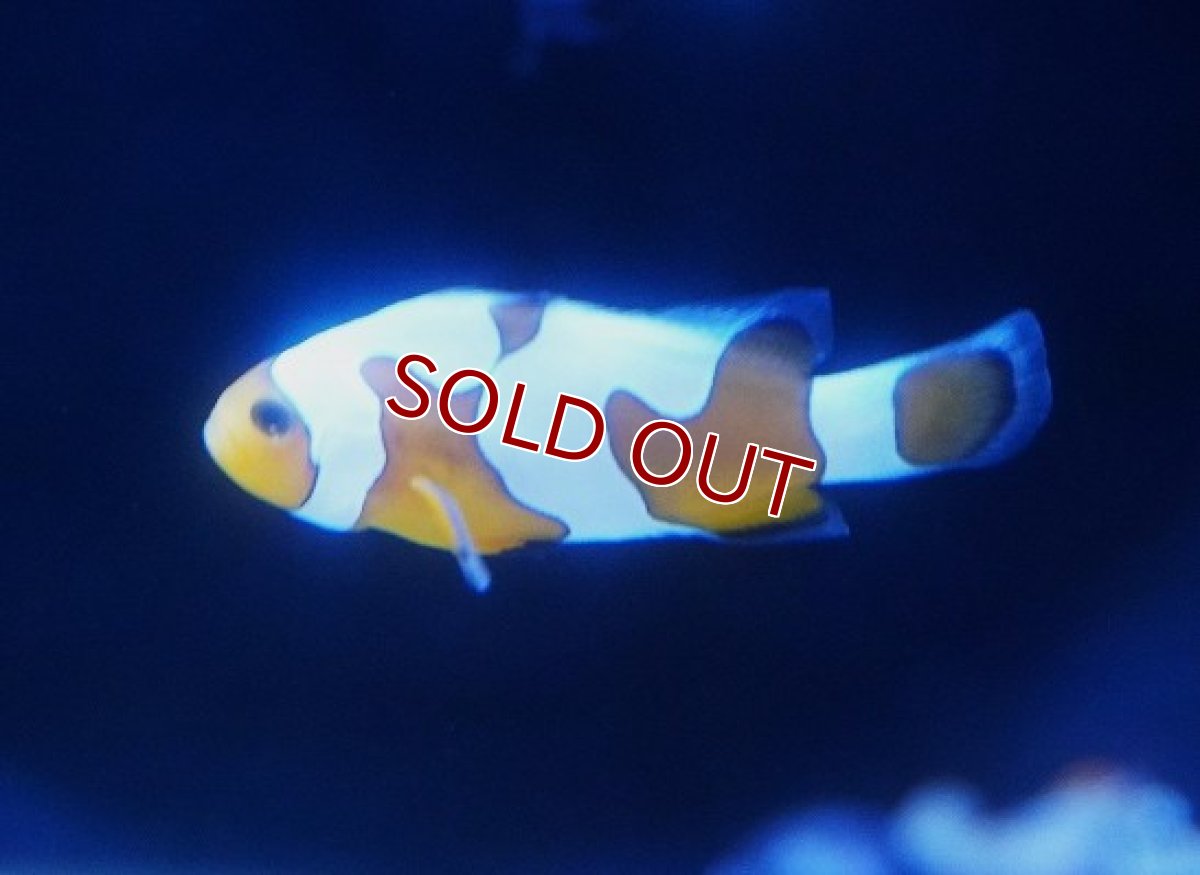 画像1: 【サマーセール クーポンご利用で更に10％OFF対象商品】【海水魚・クマノミ】【通販】【国内ブリード】ダヴィンチグラディエイターオセラリス(1匹)（±4cm）（サンプル画像）（生体）(海水魚) (1)