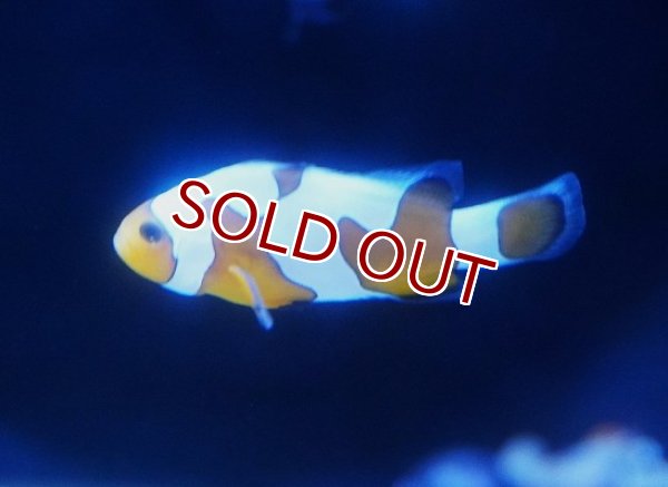 海水魚・クマノミ】【通販】【国内ブリード】ダヴィンチ